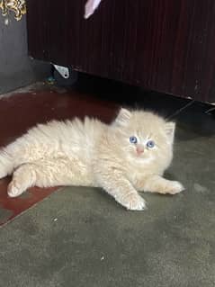 Persaian kitten available  now 03104479848