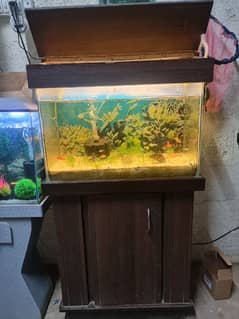 2 feet planted aquarium with fishes