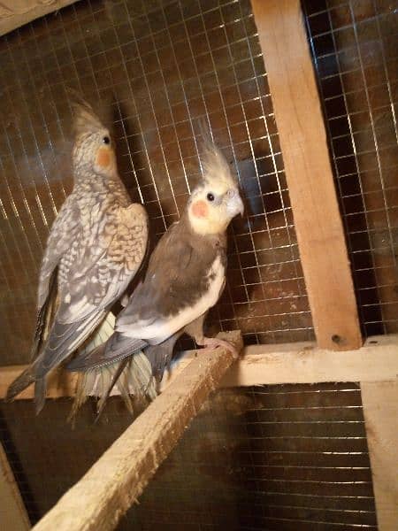 1 breeder Pair love birds and 1 breeder Pair cocktail with 1patha 1