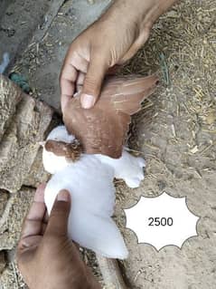 Sherazi Pigeon Pubai Right chap #o3o9,7398,657