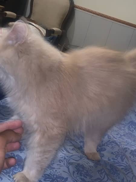 persian cat long coat for sale 1