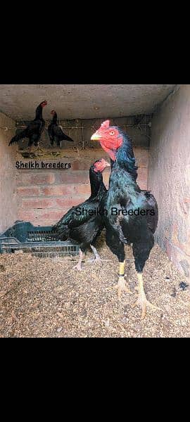 Aseel chicks 14