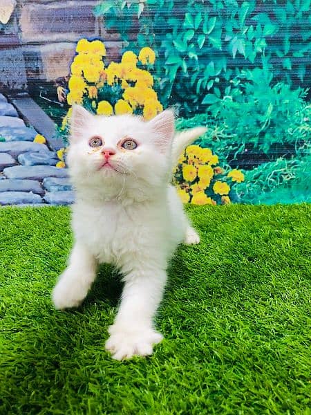 Persian Punch face triple coat cat ،Kitten 1
