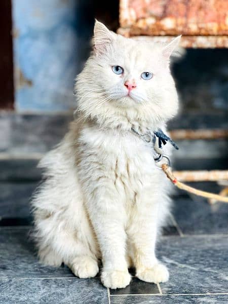 Persian Punch face triple coat cat ،Kitten 4