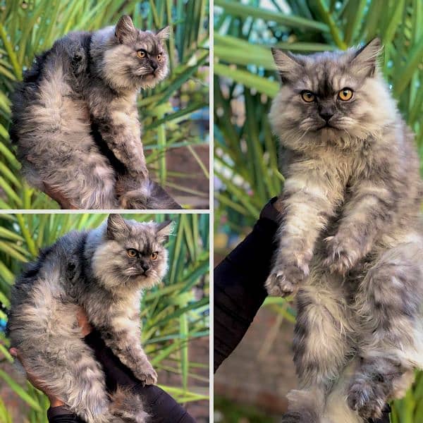 Persian Punch face triple coat cat ،Kitten 11