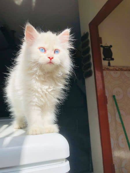 Persian Punch face triple coat cat ،Kitten 13