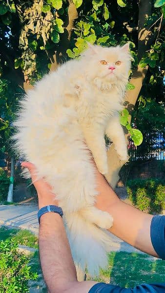 Persian Punch face triple coat cat ،Kitten 14