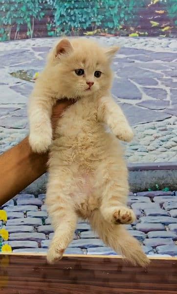 Persian Punch face triple coat cat ،Kitten 15