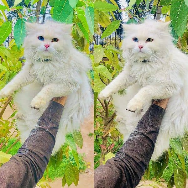 Persian Punch face triple coat cat ،Kitten 16