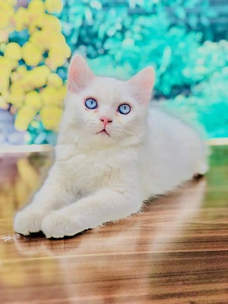Persian Punch face triple coat cat ،Kitten 19