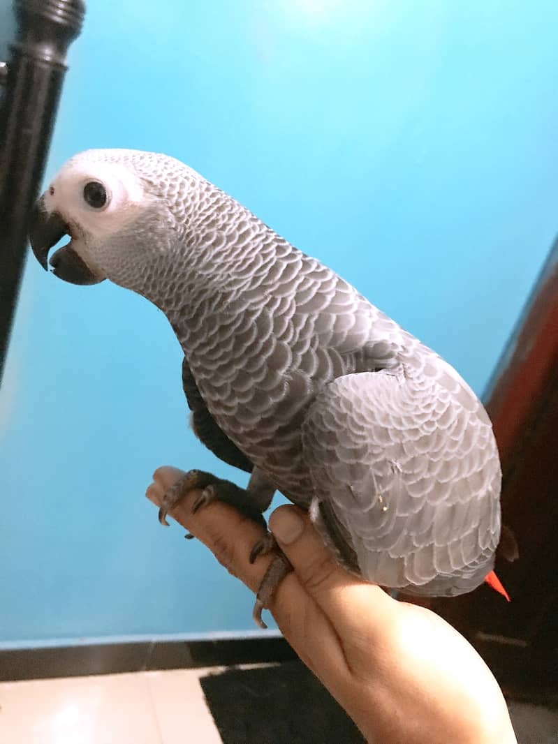 Grey parrot chick 0