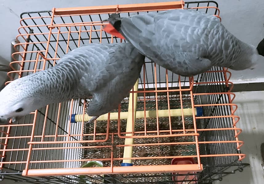 Grey parrot chick 2