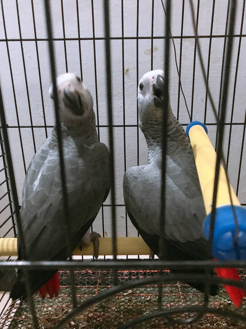 Grey parrot chick 3