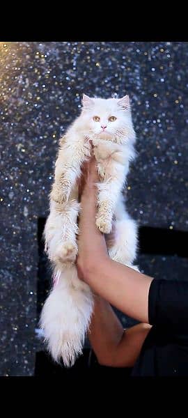 White male cat - pershian male cat 4
