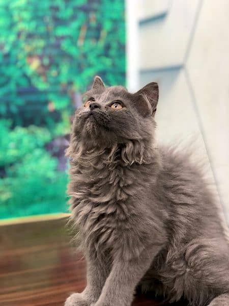 Persian Punch face triple coat cat Kitten 11