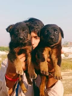 German Shepherd Dog | German Shepherd Double Coat Puppies