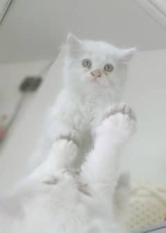 Persian Cat (kittens) 03334284155