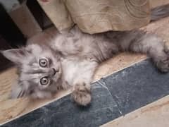 4 Persian Kittens For sale