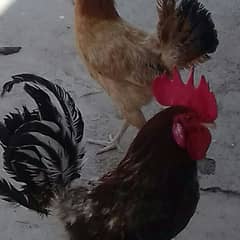 5 Desi Egg Laying Hen and 1 Desi Cock