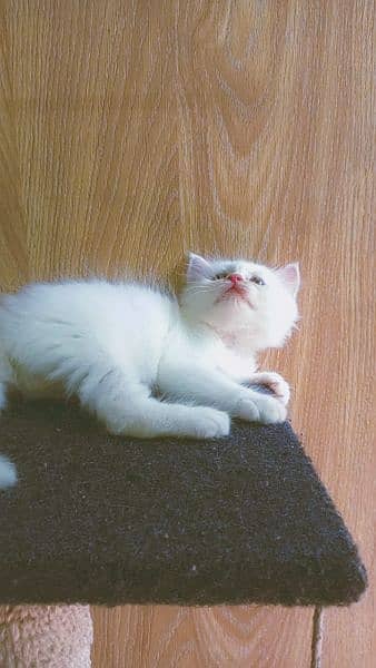 white kitten pair 5