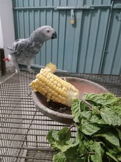 Alex hand tame african  grey parrot