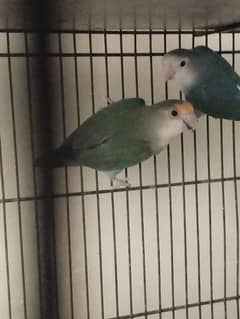 lovebird for sale