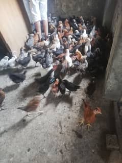 Silver misri chicks 75 days  old available