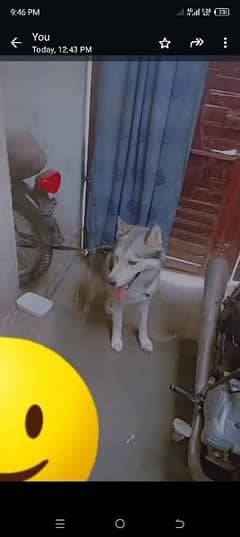 Siberian husky female 15 months available for sale in a reasonable Rs. 0