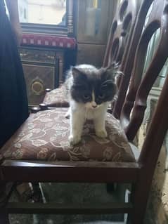 Persian kitten for sale (Litter train)