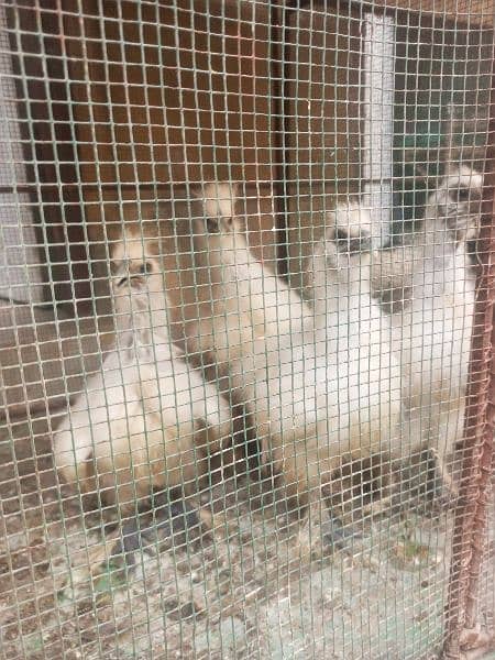 Silkie Hens + Aseel Pair with 3 Chikst 0