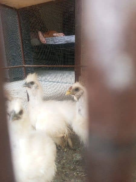 Silkie Hens + Aseel Pair with 3 Chikst 1