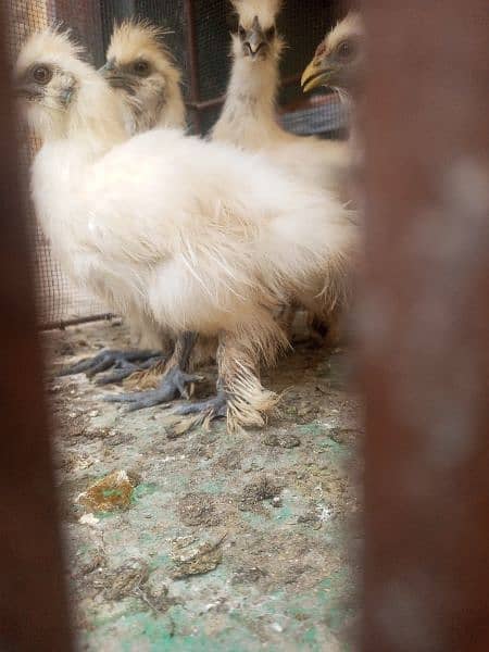 Silkie Hens + Aseel Pair with 3 Chikst 2