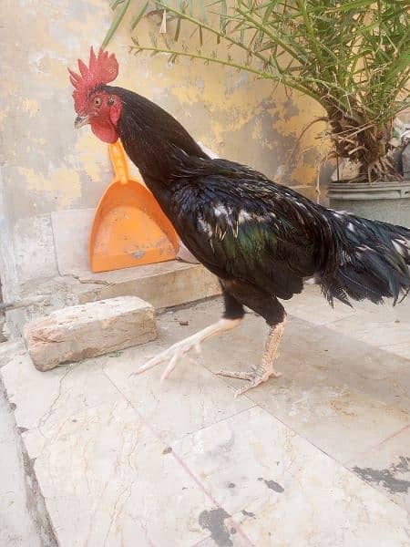 Silkie Hens + Aseel Pair with 3 Chikst 5