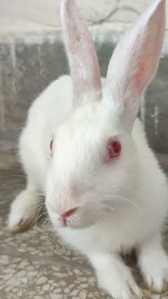 American Breed Rabbits with red eyes and fully vaccinated 0