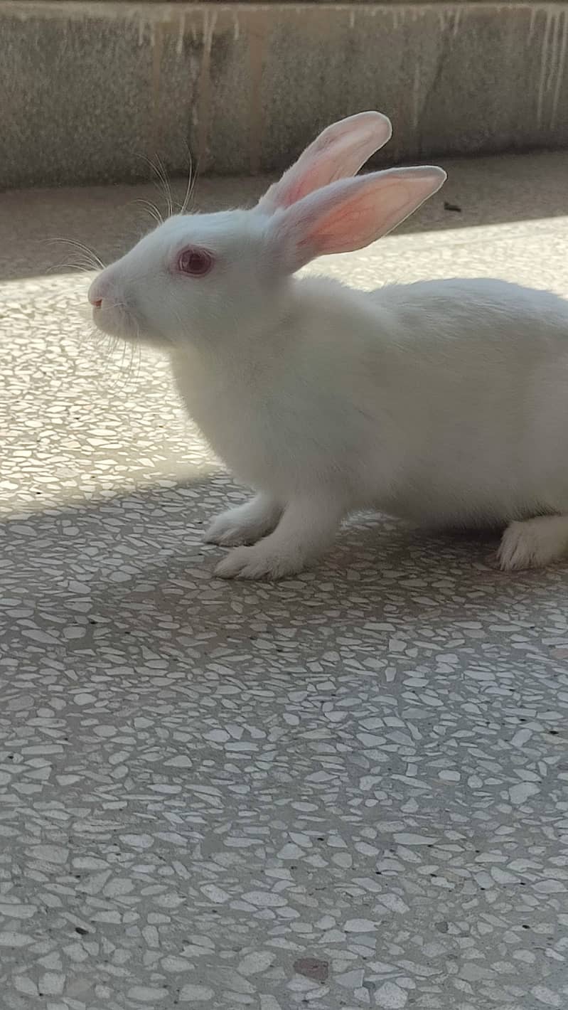 American Breed Rabbits with red eyes and fully vaccinated 1