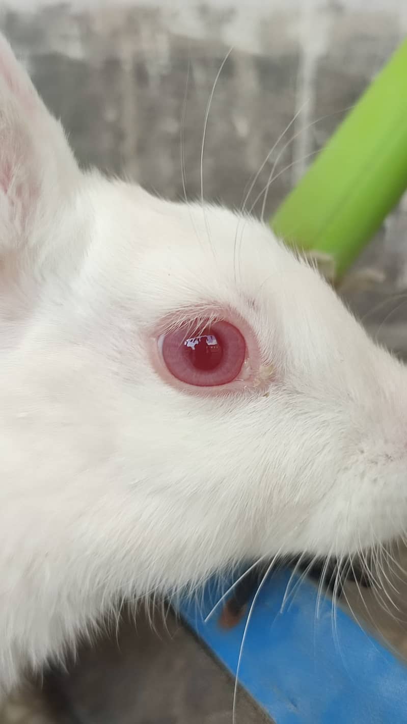 American Breed Rabbits with red eyes and fully vaccinated 2
