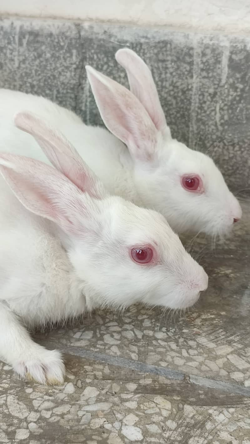 American Breed Rabbits with red eyes and fully vaccinated 3