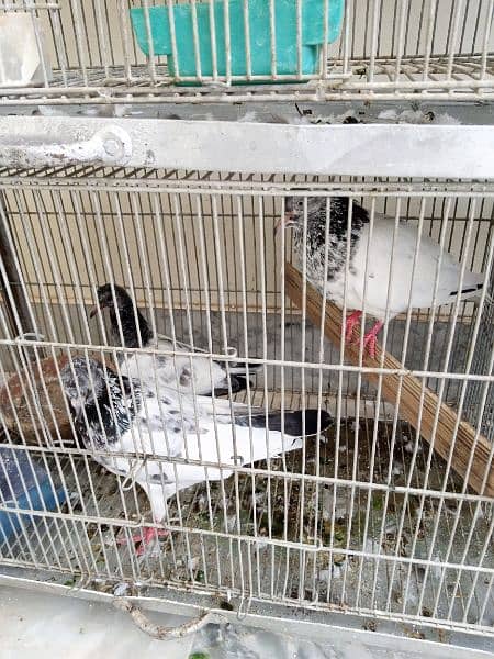 Birds For Sale Aistralian,Fisher ,Dove ,Fakhta,Pigeon 8