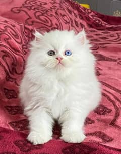 Persian Kitten white female Energetic