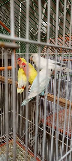 Love Birds Albino Black Eyes with DNA & Cage Blue Pestal Split Ino