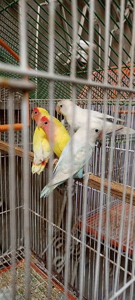 Love Birds Albino Black Eyes with DNA & Cage Blue Pestal Split Ino 0