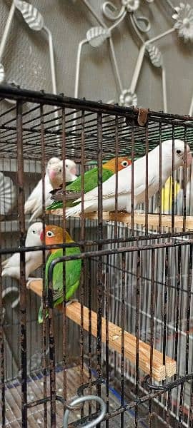 Love Birds Albino Black Eyes with DNA & Cage Blue Pestal Split Ino 1