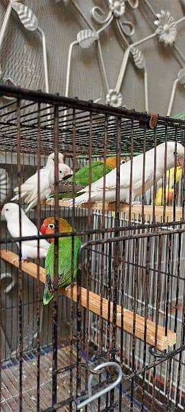 Love Birds Albino Black Eyes with DNA & Cage Blue Pestal Split Ino 2