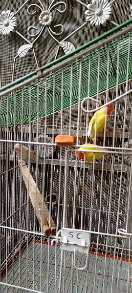 Love Birds Albino Black Eyes with DNA & Cage Blue Pestal Split Ino 3