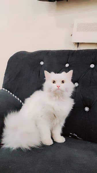 Persian Himalayan cat 0