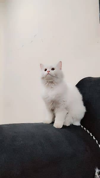 Persian Himalayan cat 1