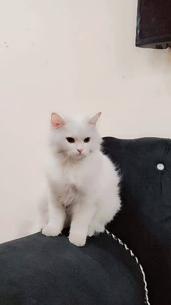 Persian Himalayan cat 2