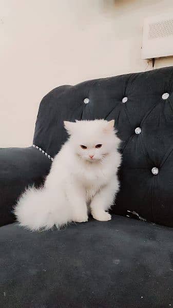 Persian Himalayan cat 3