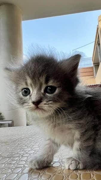 2 Month old Kitten for Sale ( siberian and persian crossed breed ) 1