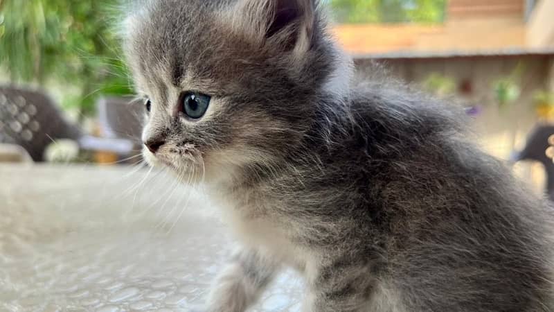 2 Month old Kitten for Sale ( siberian and persian crossed breed ) 4